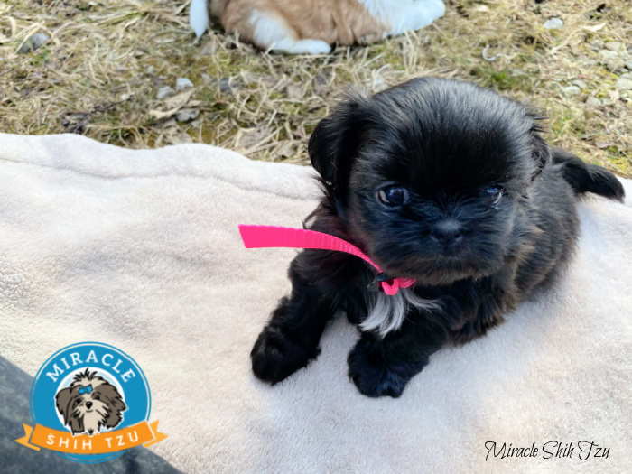 Black Shih Tzu 6 week old Puppy Black Shih Tzu Puppy named Lakhi