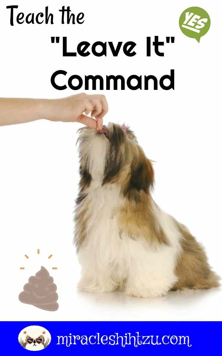 Teach your Shih Tzu the "leave it" command.