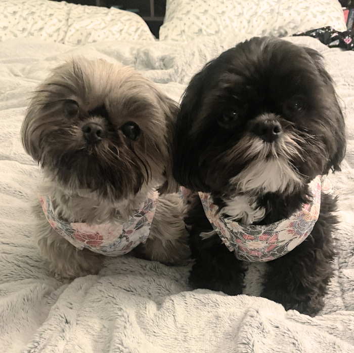 Moving with Dogs:  Two Shih Tzu Dogs Two Shih Tzu Dogs