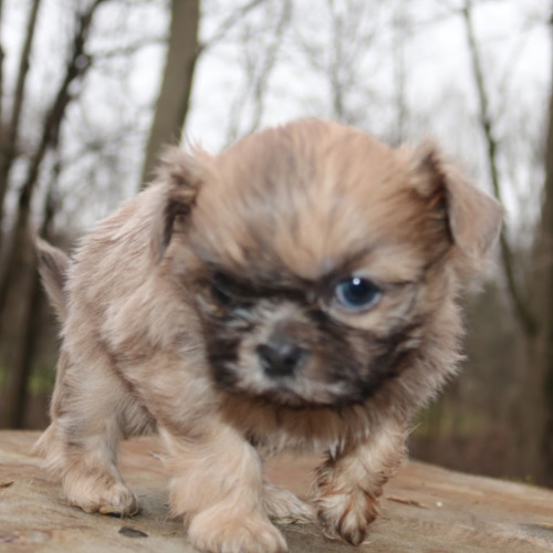 A cream colored Shih Tzu dog named Luke is exploring the outdoors