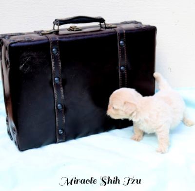Eight week old puppy standing in front of an old fashioned brief case. Eight week old puppy standing in front of an old fashioned brief case.
