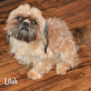 Shih Tzu Coat Colors A Comprehensive Guide to Color and Genetics