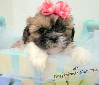 miracle shih tzu miracle shih tzu testimonials miracle shih tzu miracle shih tzu testimonials