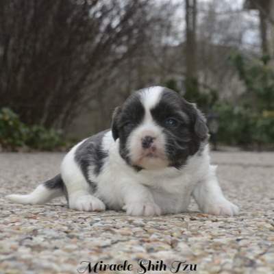A young puppy is staring into the camera