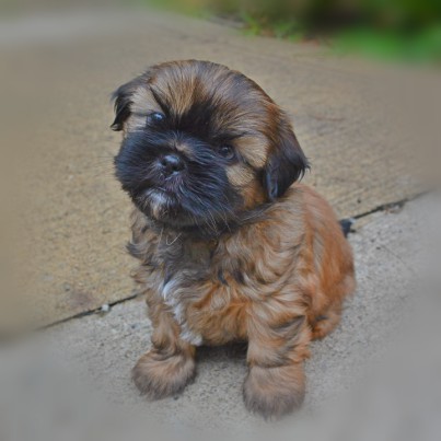 This is a past puppy of Miracle Shih Tzu This is a past puppy of Miracle Shih Tzu