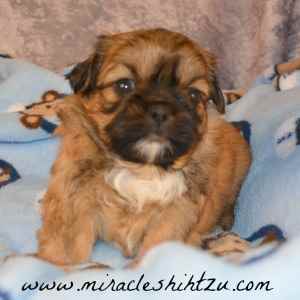 What does Shih Tzu Puppies Need.