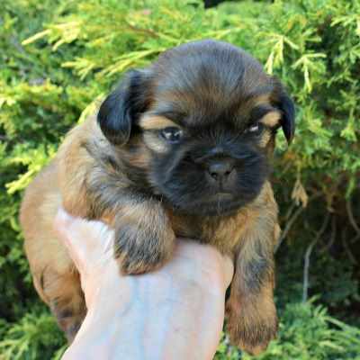 A small dog scratching himself.