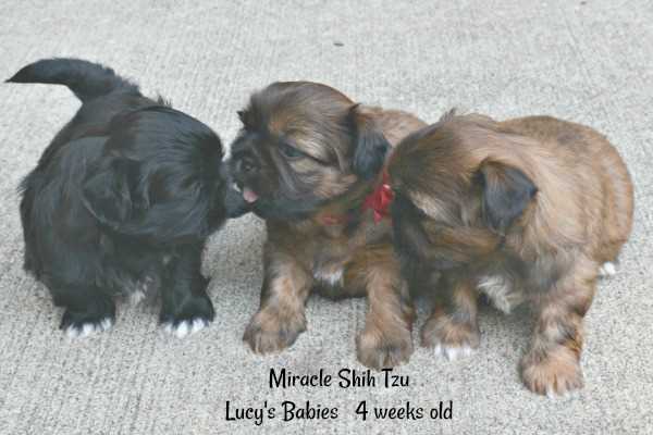 Four-week old puppies whelped at Miracle Shih Tzu Four-week old puppies whelped at Miracle Shih Tzu