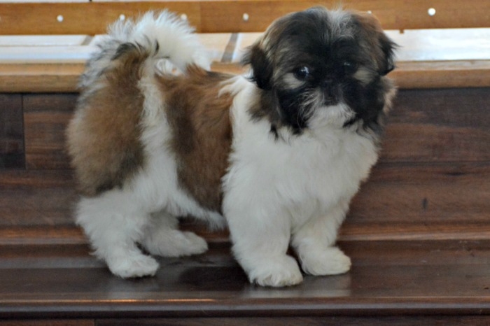 A red and white Shih Tzu puppy named Tulip is posing for the camera on the steps