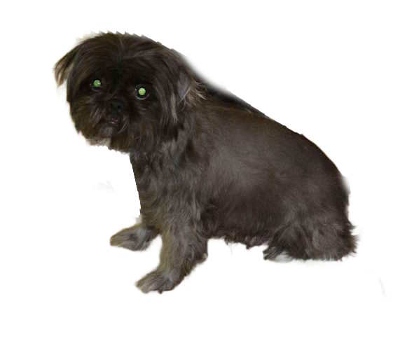 A Shih Tzu adult with alopecia A Shih Tzu adult with alopecia