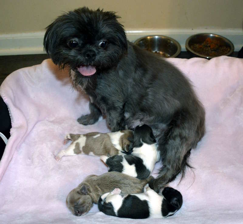 A blue Shih Tzu mom with her four puppies showing signs of hair loss.