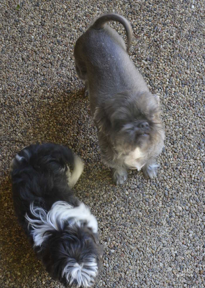 A Shih Tzu named Lucy with near baldness A Shih Tzu named Lucy with near baldness
