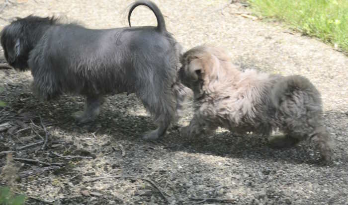 An eight-week-old Shih Tzu with his mother, Lucy, who has visible hair loss. An eight-week-old Shih Tzu with his mother, Lucy, who has visible hair loss.