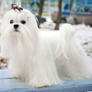 Maltese.jpg