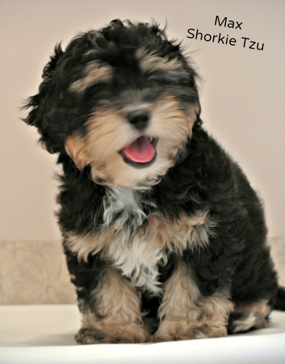 77+ Yorkie Shih Tzu Maltese Mix Puppies