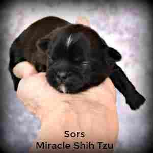 This puppy is a week old, eyes and ears closed.