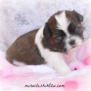 A red and white Shih Tzu puppy named Nox is sitting on a pink blanket