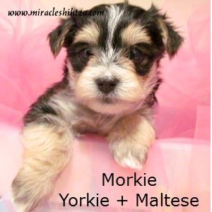 a Morkie is a mix between a Yorkshire Terrier and a Maltese