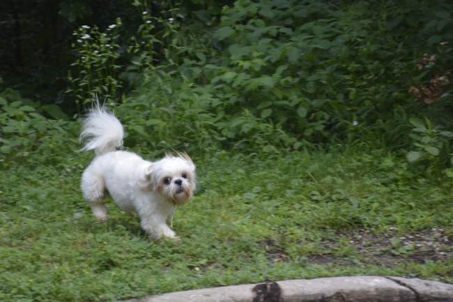 Train Your Dog to come when called Train Your Dog to come when called
