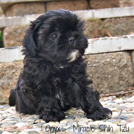 black Shih Tzu puppy learning to sit black Shih Tzu puppy learning to sit