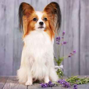 Papillon