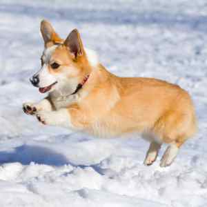 Pembroke Welsh Corgi