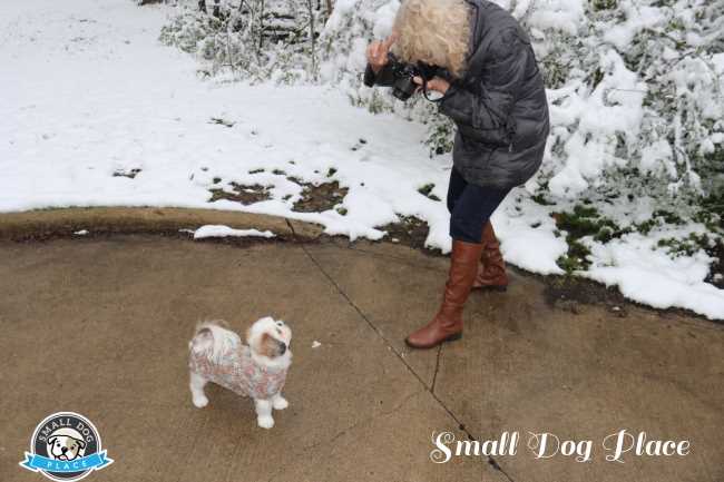 A woman is taking photos of her Shih Tzu on a snowy day
