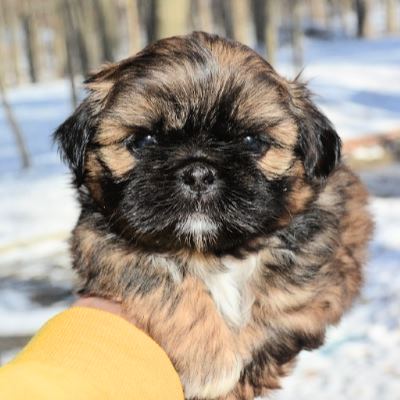 Brindle Shih Tzu Puppy