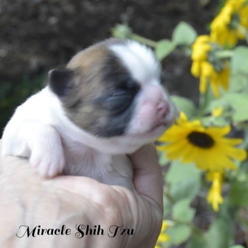 Gold and White Shih Tzu Puppy
