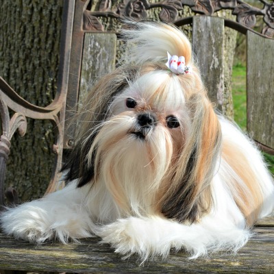 Shih Tzu Puppy Socialization