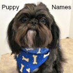 Boy Dog Names