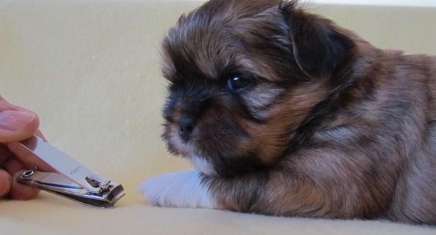 puppy and toenail clipper