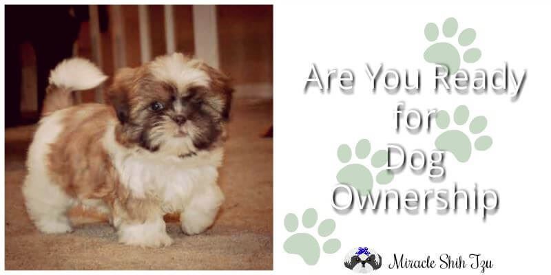 Are You Ready for a New Shih Tzu Puppy? Are You Ready for a New Shih Tzu Puppy?