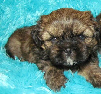 red brindle shih tzu