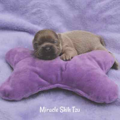 A day-old puppy is resting on a bone-shaped pillow.