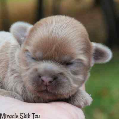 Liver Shih Tzu Puppy