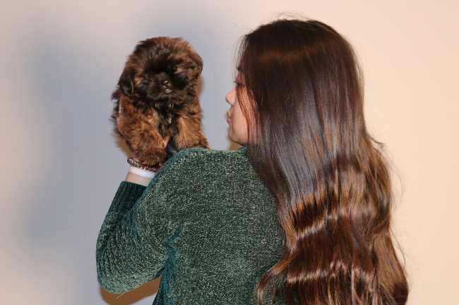 Brindle Colored Shih Tzu