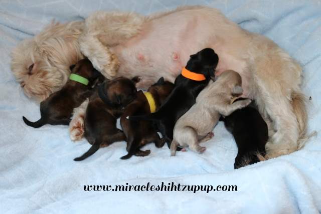 Dog Breeding Cycle (Estrus Cycle) Dog Breeding Cycle (Estrus Cycle)