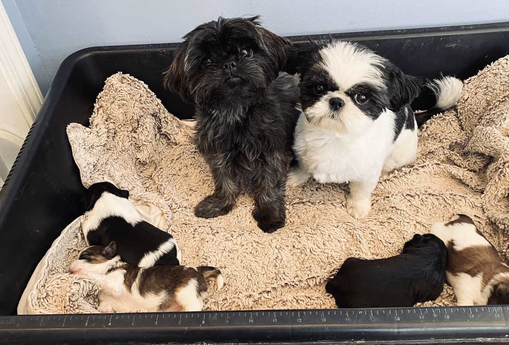 A litter of four 2 week old Shih Tzu puppies with mom and dad in the background