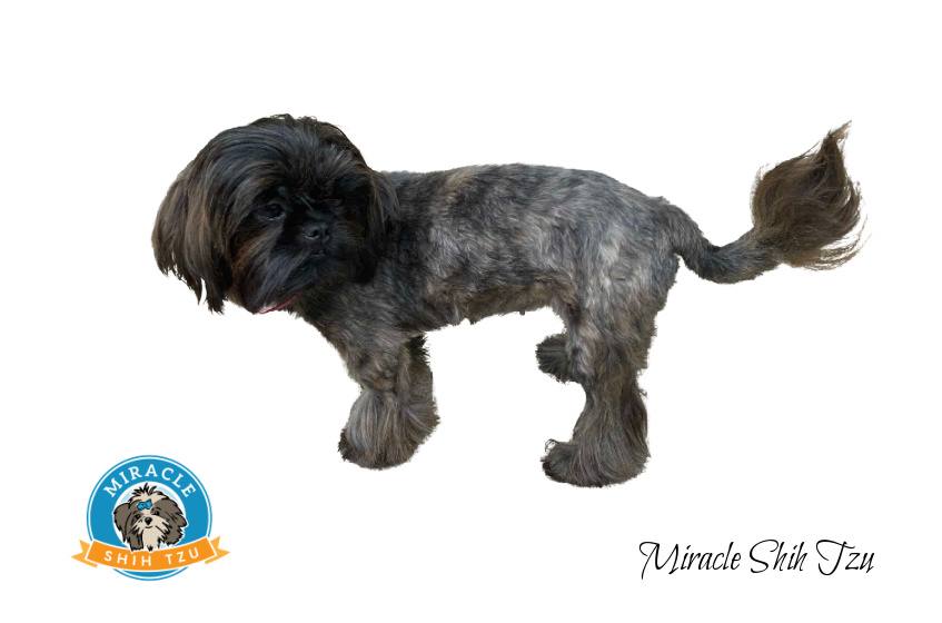 Image result for shih tzu cuts | Shih tzu puppy, Shih tzu puppy cut, Shitzu  puppies