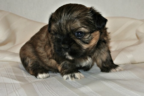 7 week old shih tzu puppy care