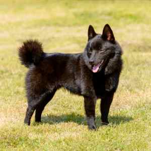 Schipperke