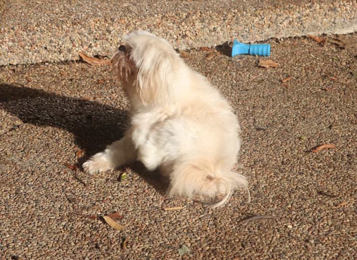 A cream colored Shih Tzu is scratching her ears