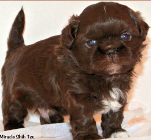 23+ Female Cute Shih Tzu Puppy Names