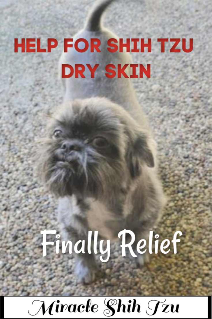 shih tzu itchy ears remedy