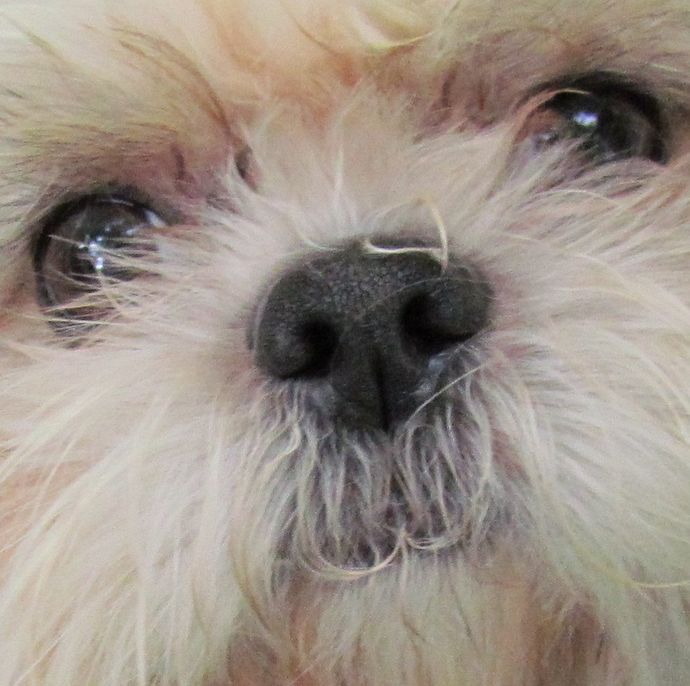 Shih Tzu cara com olhos e nariz proeminentes