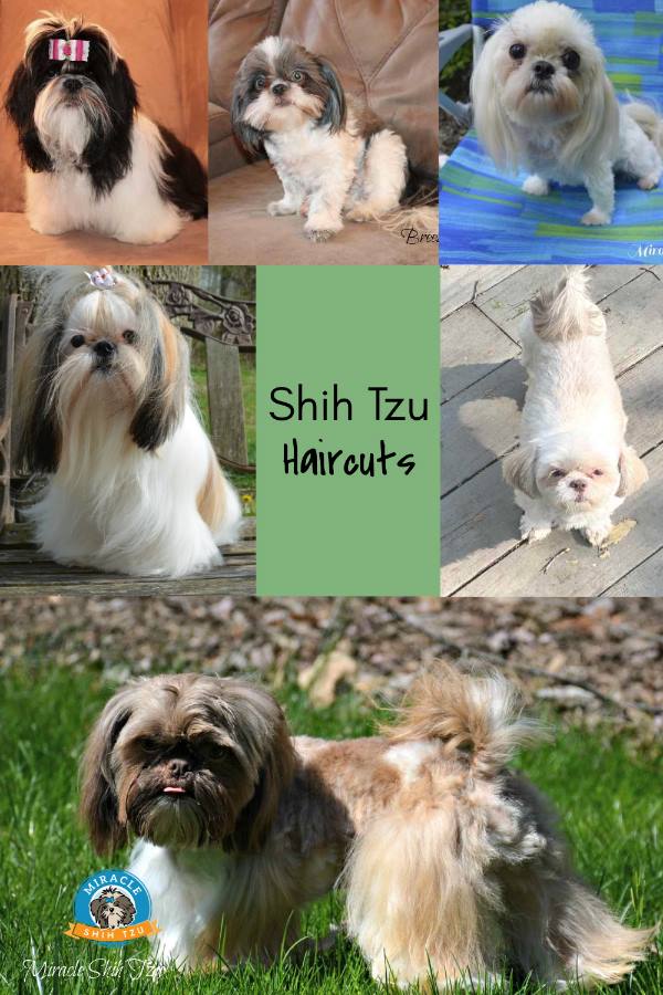File:Two red and white haired shih tzu littermates.jpg - Wikipedia