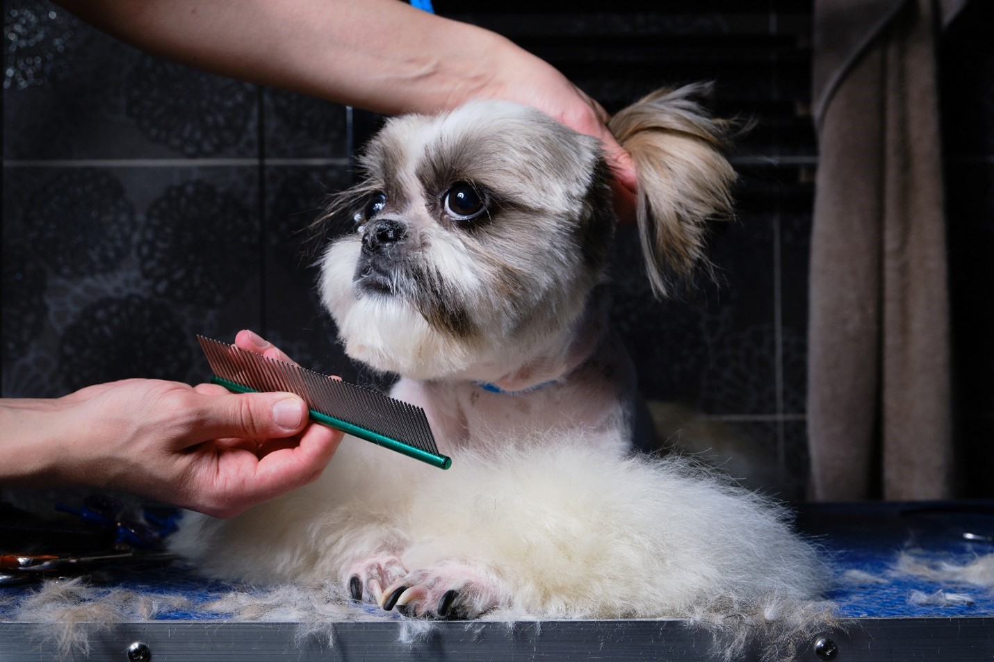 Shih Tzu Grooming - Tips & Styles | Canna-Pet®