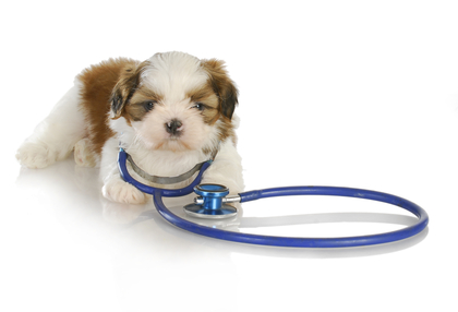 Shih tzu sales vaccination prices