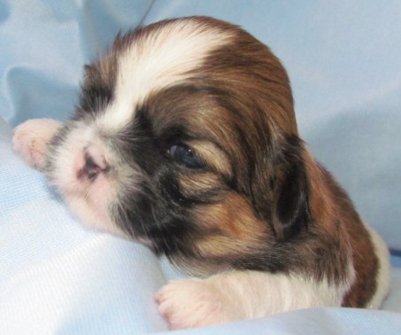 Shih Tzu Puppy Weight Chart